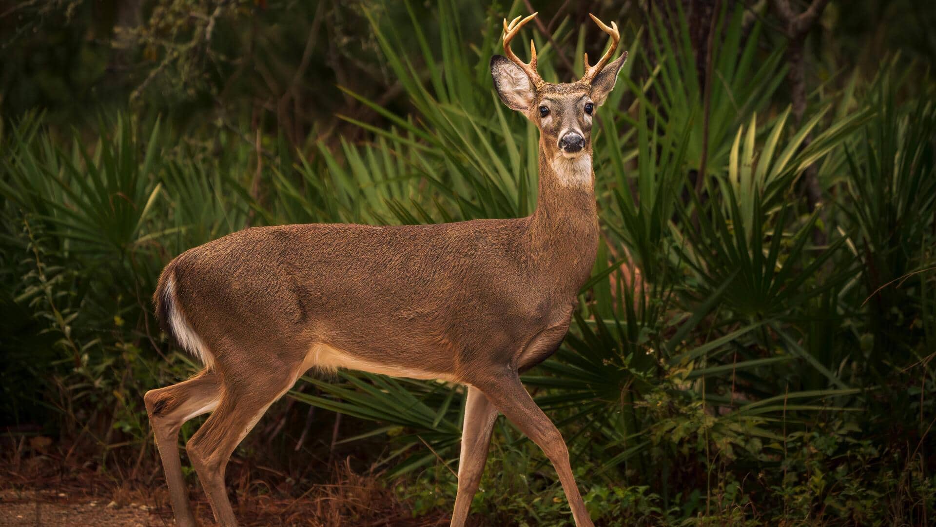 ये 5 जंगली जानवर इंसानों से मिलने के लिए रहते हैं उत्साहित, इनके बारे में जानें