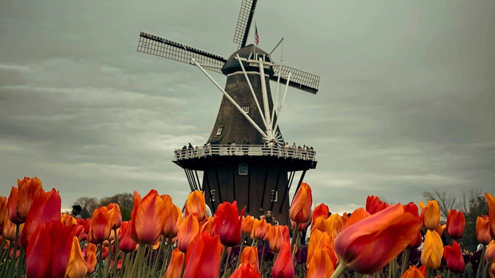 नीदरलैंड में स्थित ये 5 ऐतिहासिक पवन चक्कियां हैं घूमने के लिए बेहतरीन, जरूर जाएं