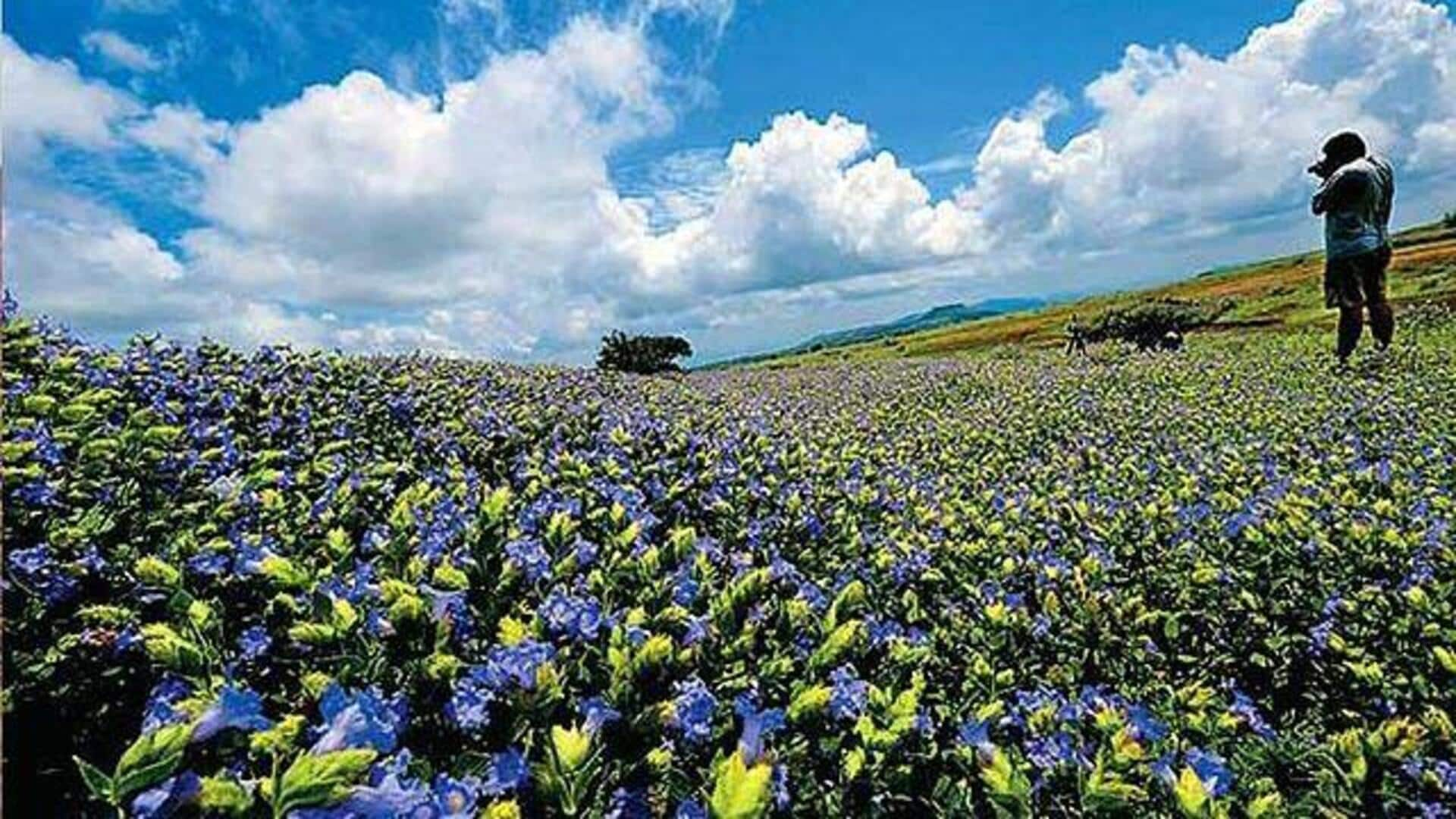 महाराष्ट्र:  रोड ट्रिप की योजना बना रहे हैं? इन खूबसूरत सड़क मार्ग को चुनें 