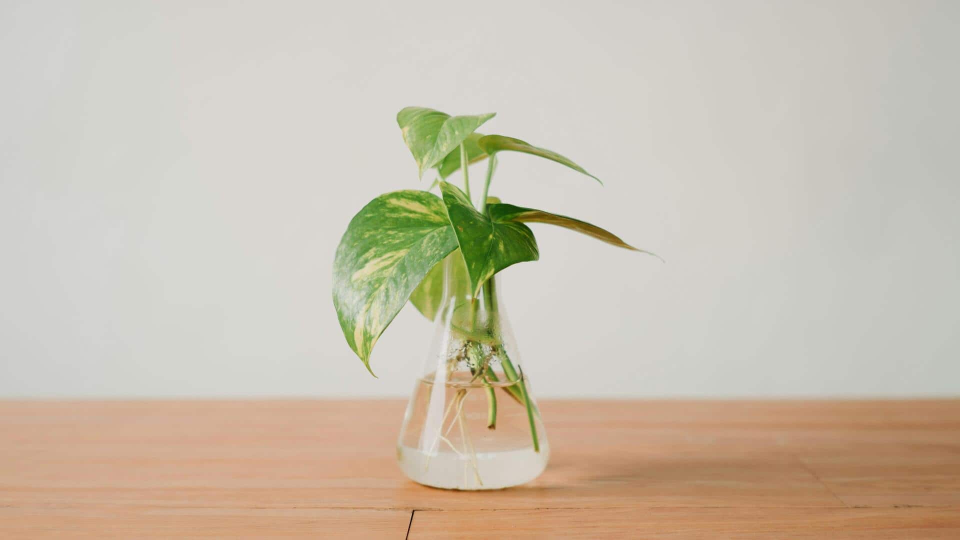 स्कूल के प्रोजेक्ट के लिए बेकार चीजों से बनाएं ये 5 बेहतरीन चीजें