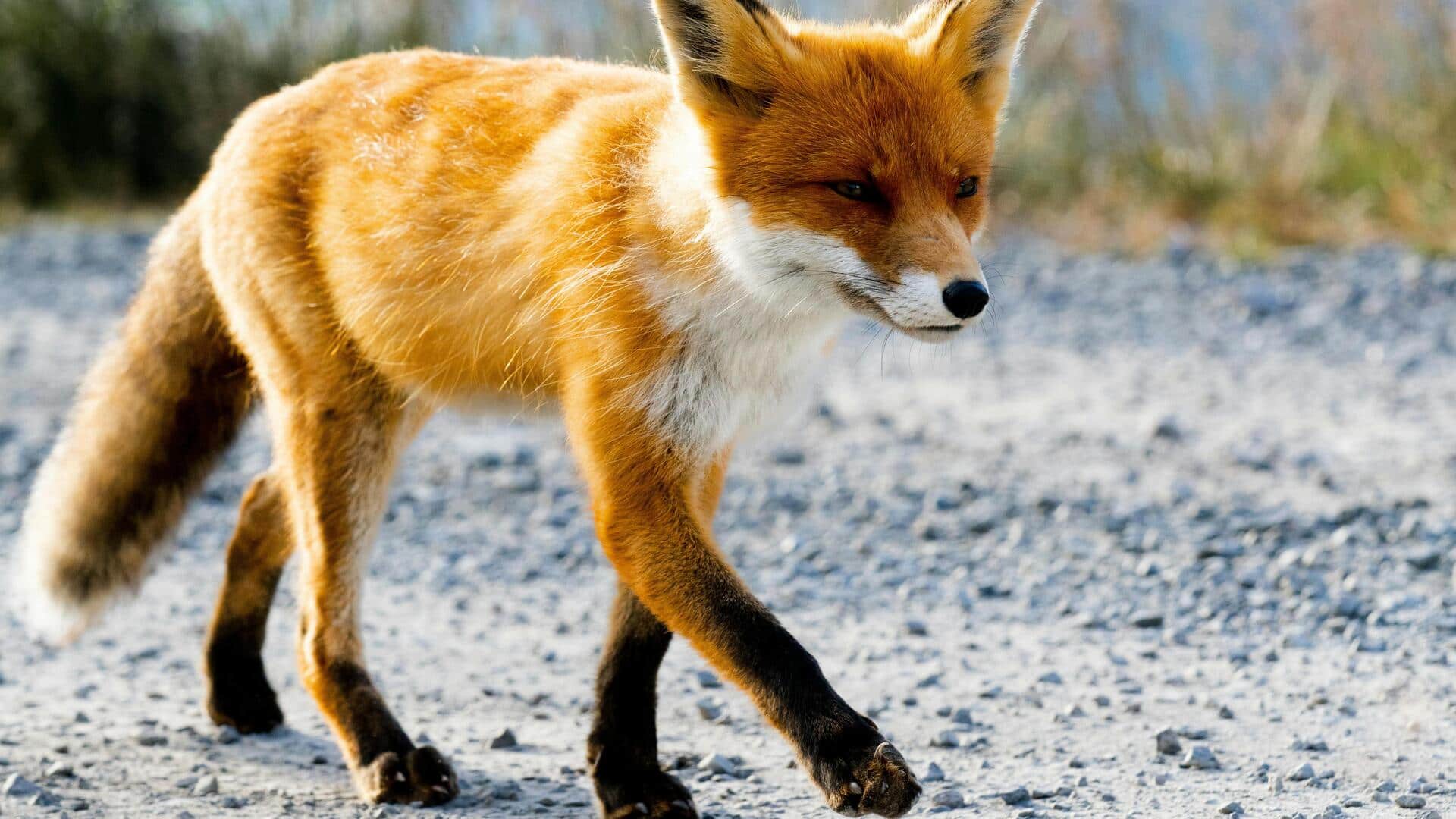 लोमड़ी को सबसे चतुर जानवर क्यों माना जाता है? जानिए 5 कारण