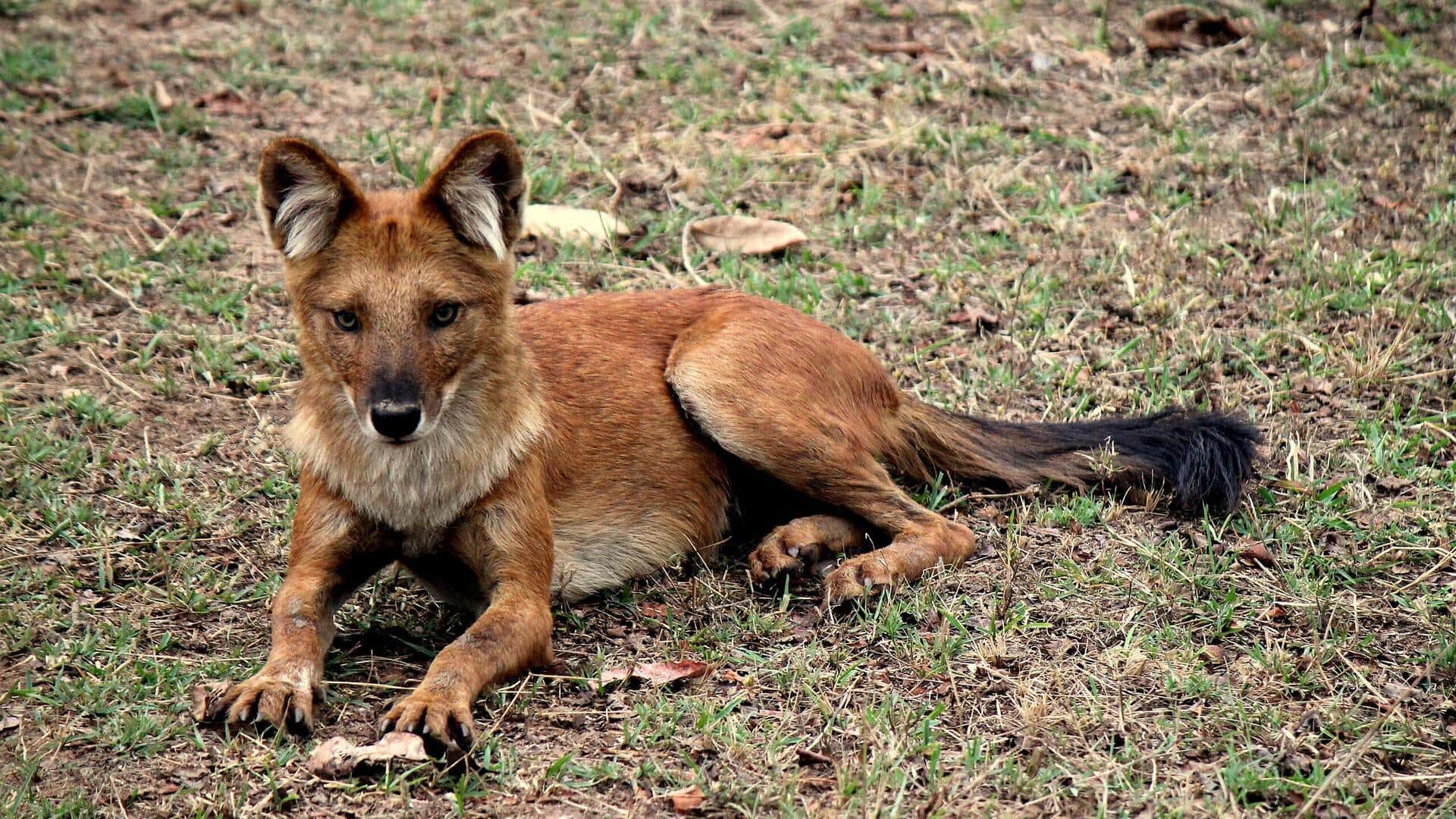 भारत के इन 5 राष्ट्रीय उद्यान में मिल सकते हैं लुप्तप्राय जंगली कुत्ते, यहां जानिए