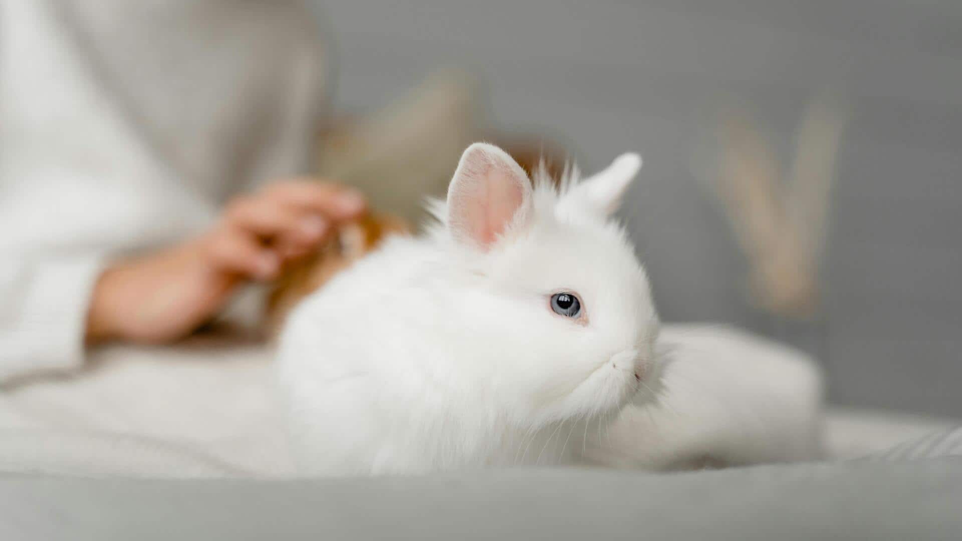 आपका खरगोश भी तनाव में रहता है? उसे बेहतर महसूस करवाने के लिए अपनाएं ये टिप्स