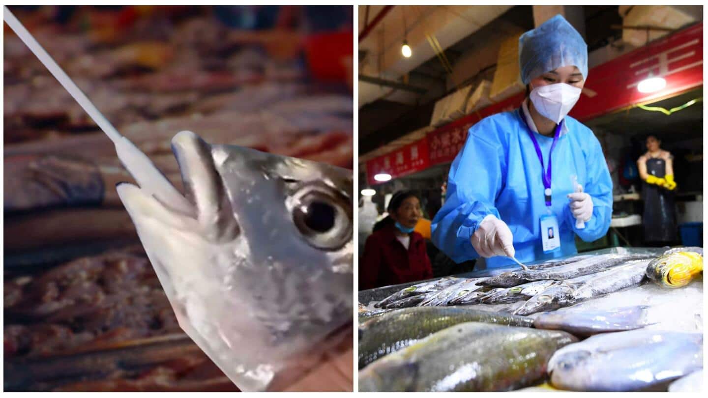 चीन: समुद्री जीवों का भी हो रहा कोरोना टेस्ट, मामले बढ़ने के कारण लिया गया फैसला