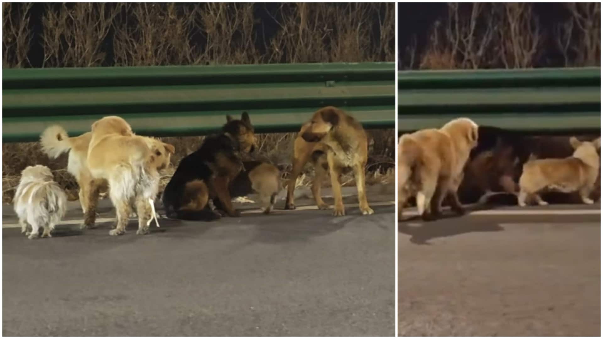 चोर की कैद से भाग निकले 7 होनहार कुत्ते, दिल छू लेगी भावुक करने वाली कहानी