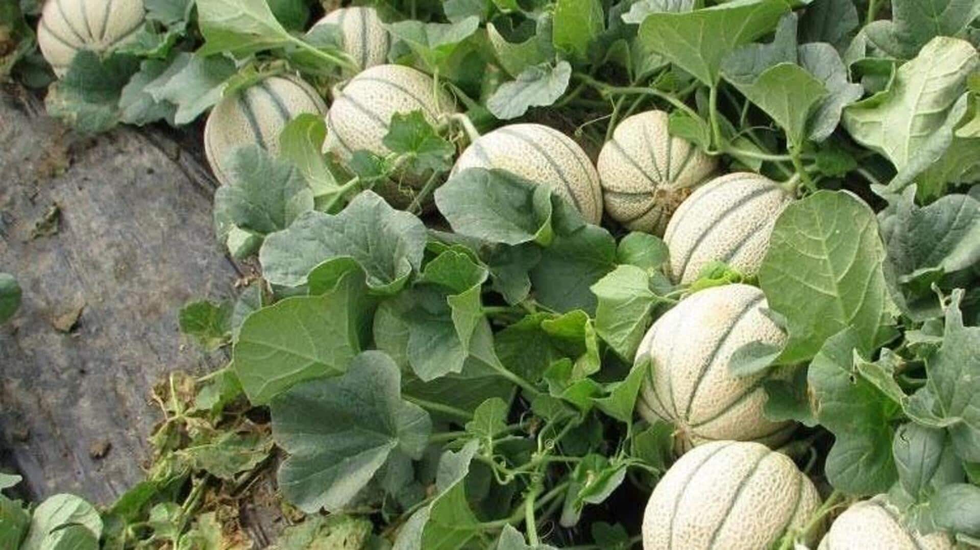 गर्मियों के दौरान घर में आसानी से उगाया जा सकता है खरबूजा, जानिए कैसे