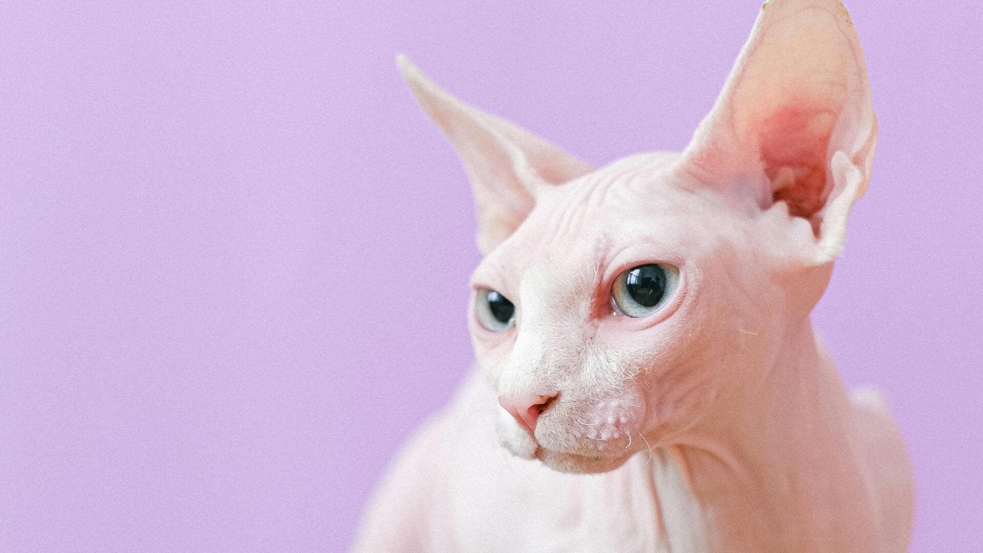 बिना फर वाली अनोखी बिल्ली है स्पिनक्स, जानिए इसके बारे में कुछ खास बातें