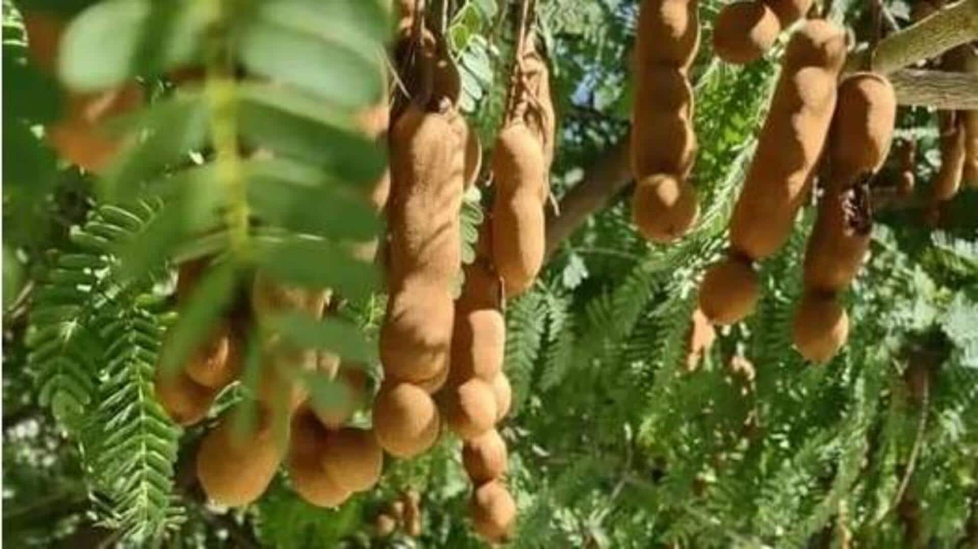 इमली की पत्तियों से बनाए जा सकते हैं ये स्वादिष्ट व्यंजन, जानिए आसान रेसिपी