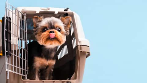 पालतू जानवरों के साथ करने वाले हैं हवाई यात्रा? इन बातों का ध्यान रखना है जरूरी