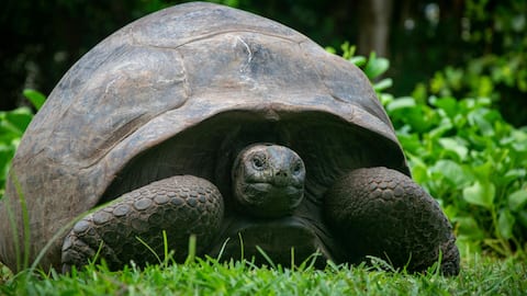 कछुओं से जुड़े इन तथ्यों को जानकर हो जाएंगे हैरान, होते हैं कमाल के जानवर