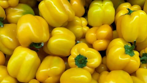 घर के बगीचे में पीली शिमला मिर्च उगानी है? इस तरीके को आजमाएं