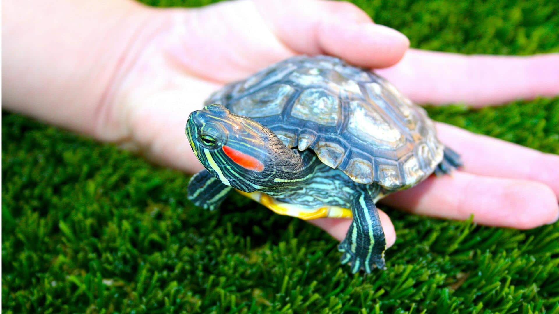 सर्दियों में इस तरह से कछुए का रखें ध्यान, बनी रहेगी सेहत