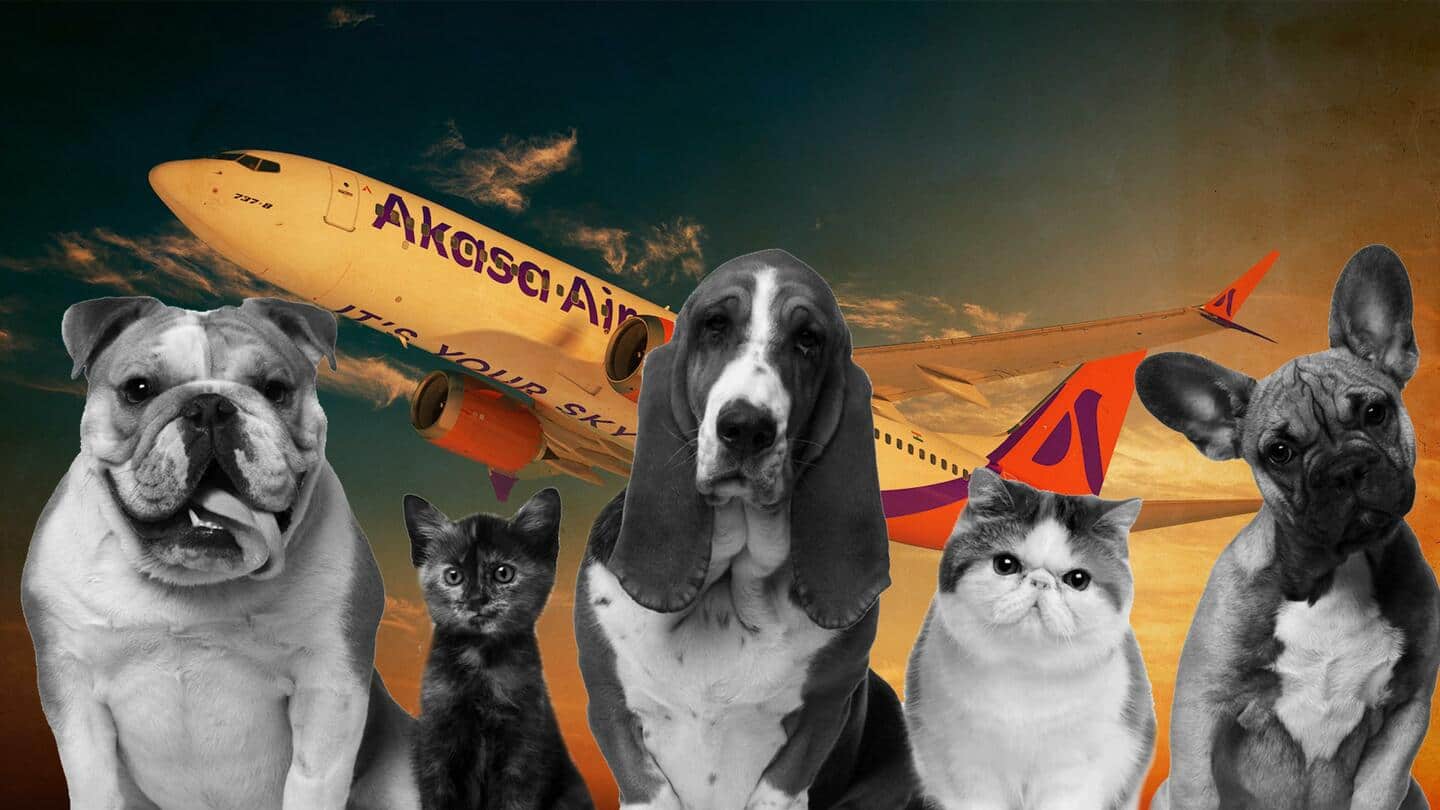 अकासा एयर में पालतू जानवरों के साथ कर सकेंगे सफर, अगले महीने से मिलेगी सुविधा