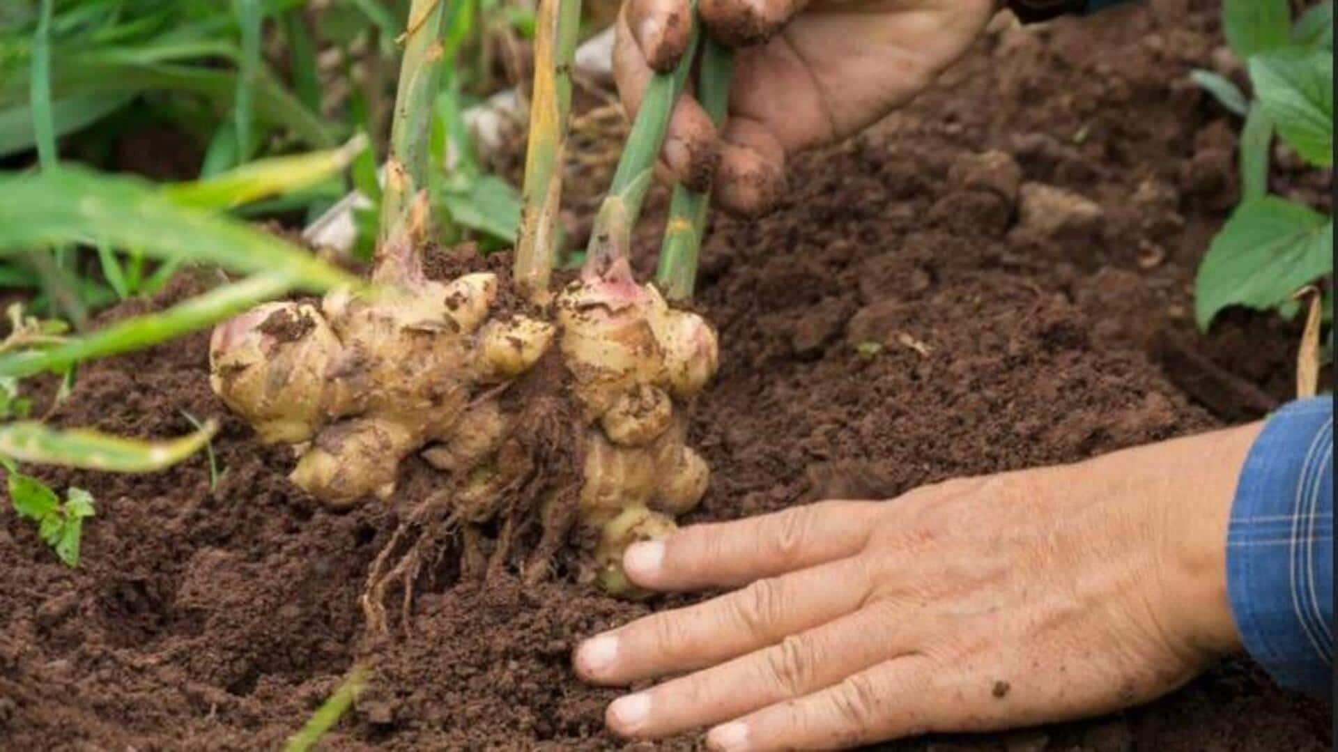 अदरक उगाना चाहते हैं? इन 5 बातों का रखें खास ध्यान
