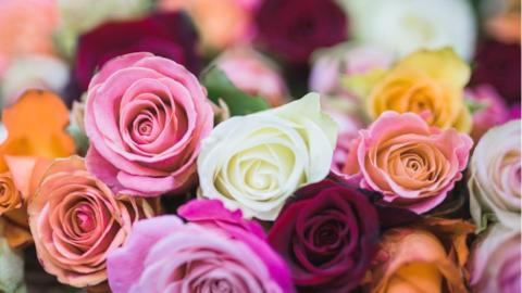 रोज डे: गुलाब देकर करें प्यार का इजहार, जानें हर रंग के गुलाब का मतलब 
