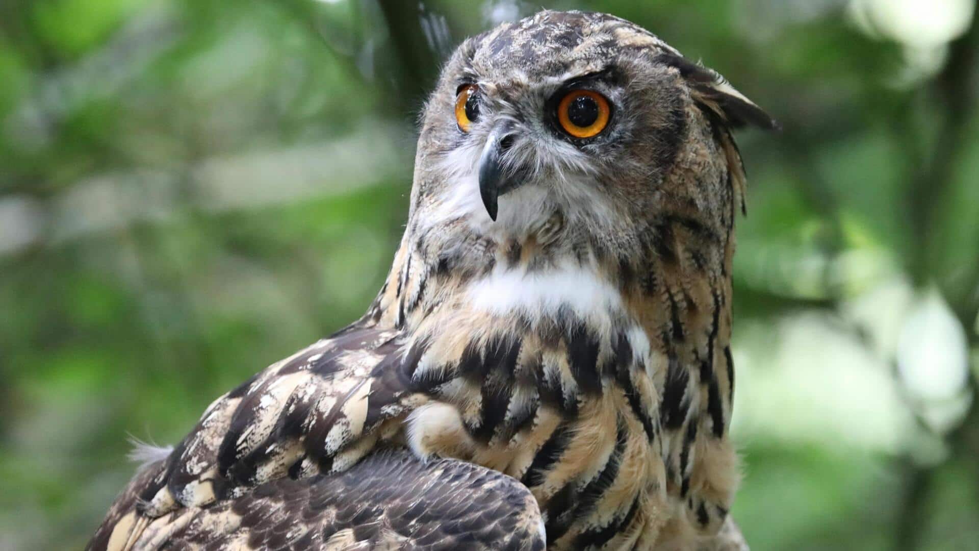 चिड़ियों से लेकर छिपकली तक: जानिए 5 जानवर जिनकी आंखें होती हैं सबसे तेज