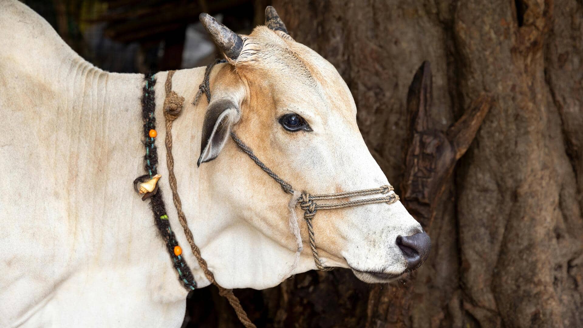 घायल गाय की देखभाल करने के लिए अपनाएं ये सुझाव, जल्द हो जाएगी स्वस्थ