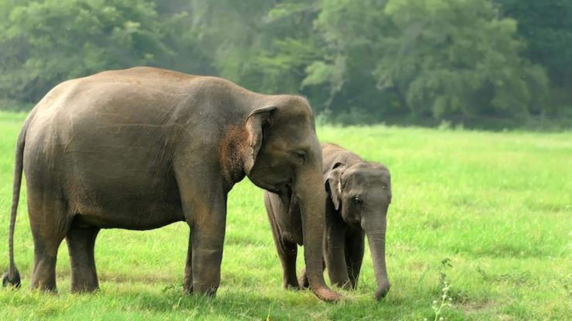हाथी की अलग-अलग प्रजातियां, जानिए इनकी खासियत हाथी की अलग-अलग प्रजातियां, जानिए इनकी खासियत
