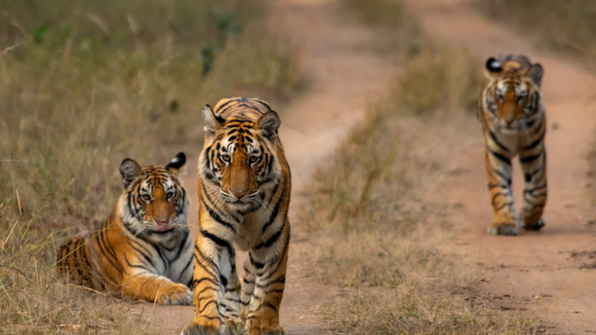 जानवरों के शौकीन हैं? भारत के इन 5 जंगल कैंप में जाकर आएं