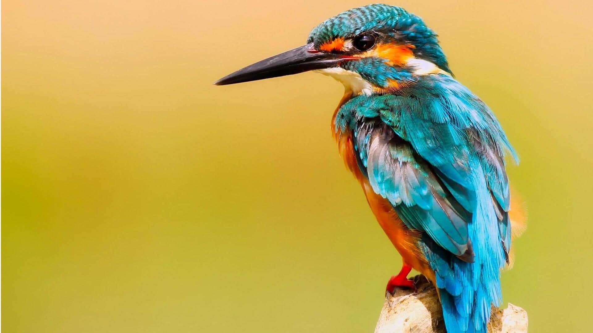 हाथों से पेंट किए हुए लगते हैं ये जानवर, दिखने में हैं बहुत खूबसूरत