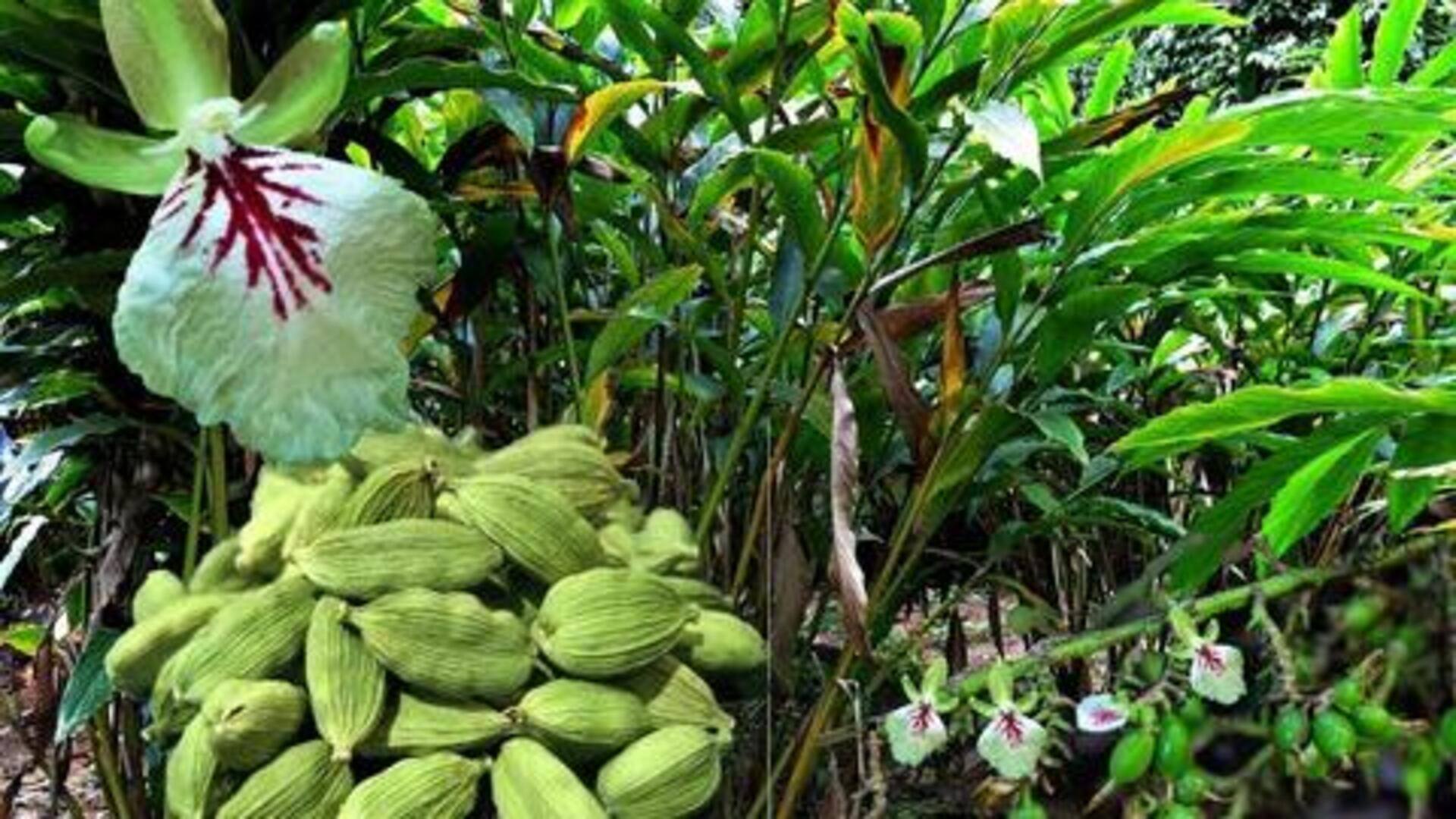 घर पर गमले में इलायची उगाने के लिए अपनाएं ये 5 सरल स्टेप्स