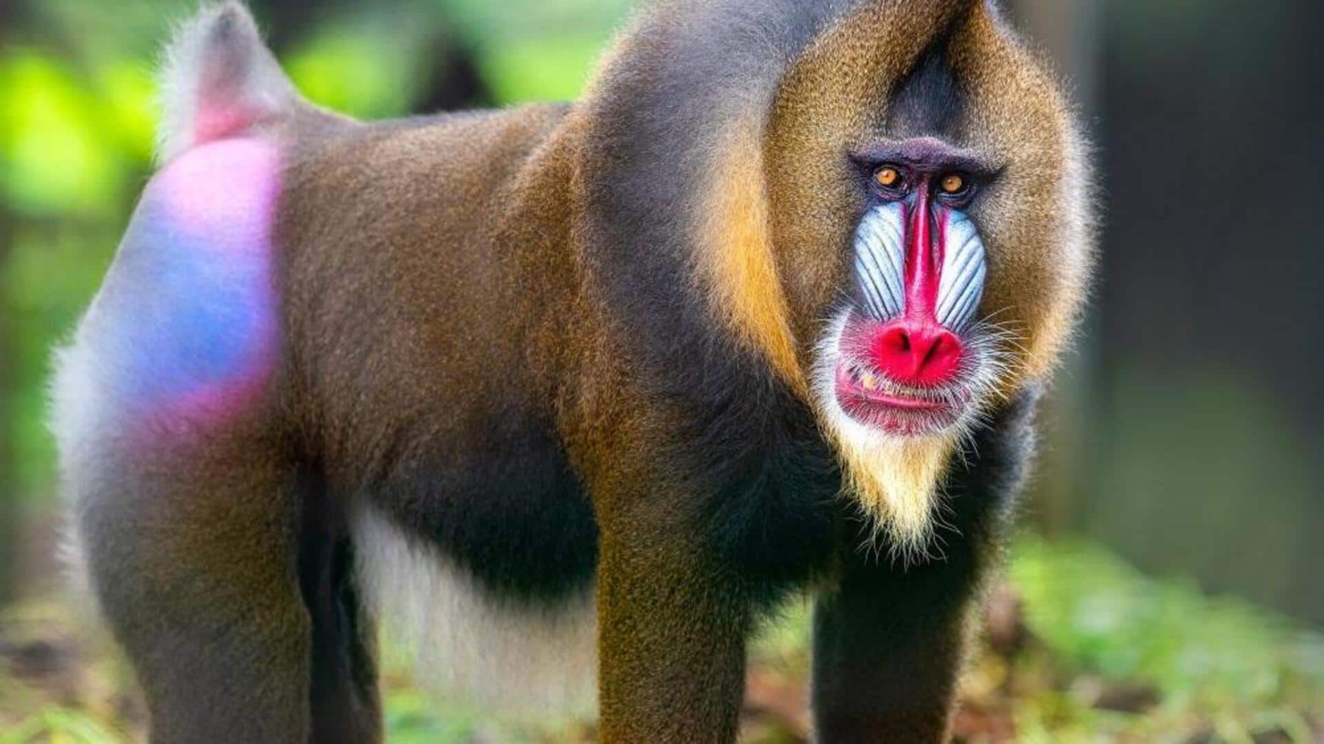 इन जानवरों का चेहरा प्राकृतिक रूप से होता है रंगीन, जानिए इनके बारे में