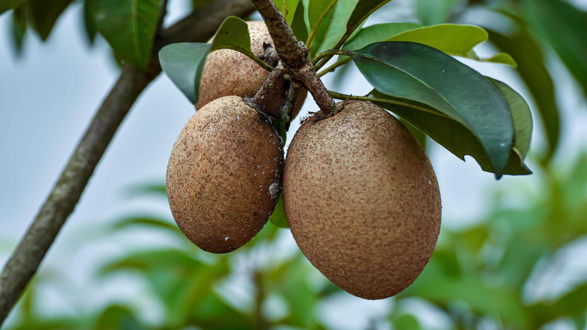 घर पर उगाना चाहते हैं चीकू? इन 5 बातों का ध्यान रखकर यह होगा आसान