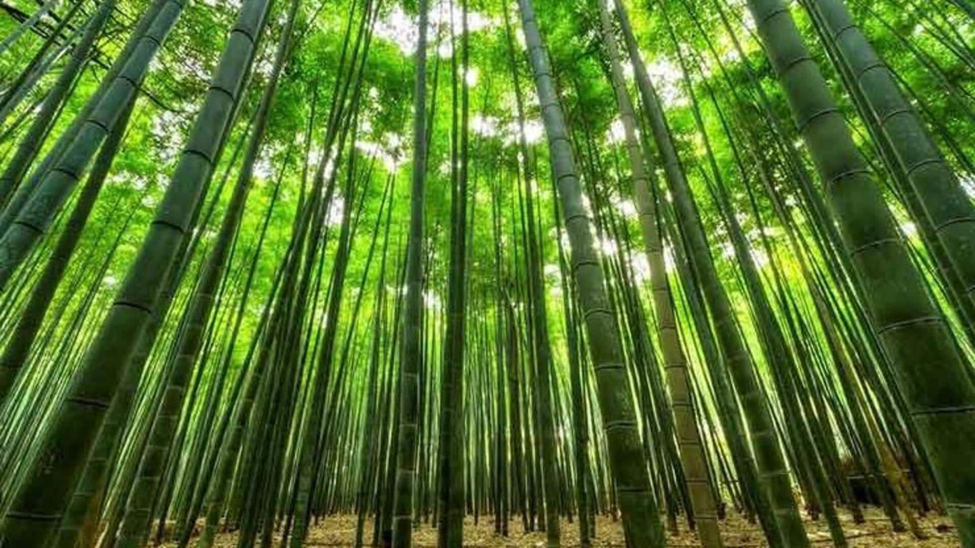 पूर्वोत्तर राज्यों में बांस की नई पत्तियों से बनाए जाते हैं ये 5 स्वादिष्ट व्यंजन