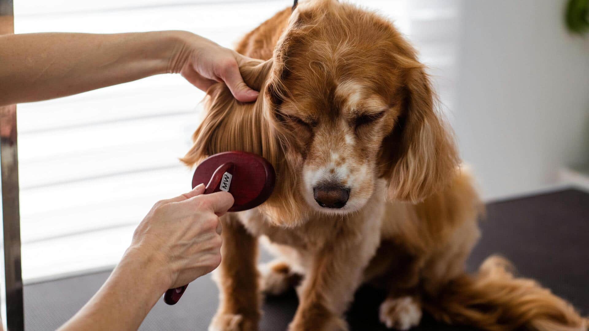 अपने कुत्ते की देखभाल करने के लिए खरीदें ये 5 ग्रूमिंग टूल्स