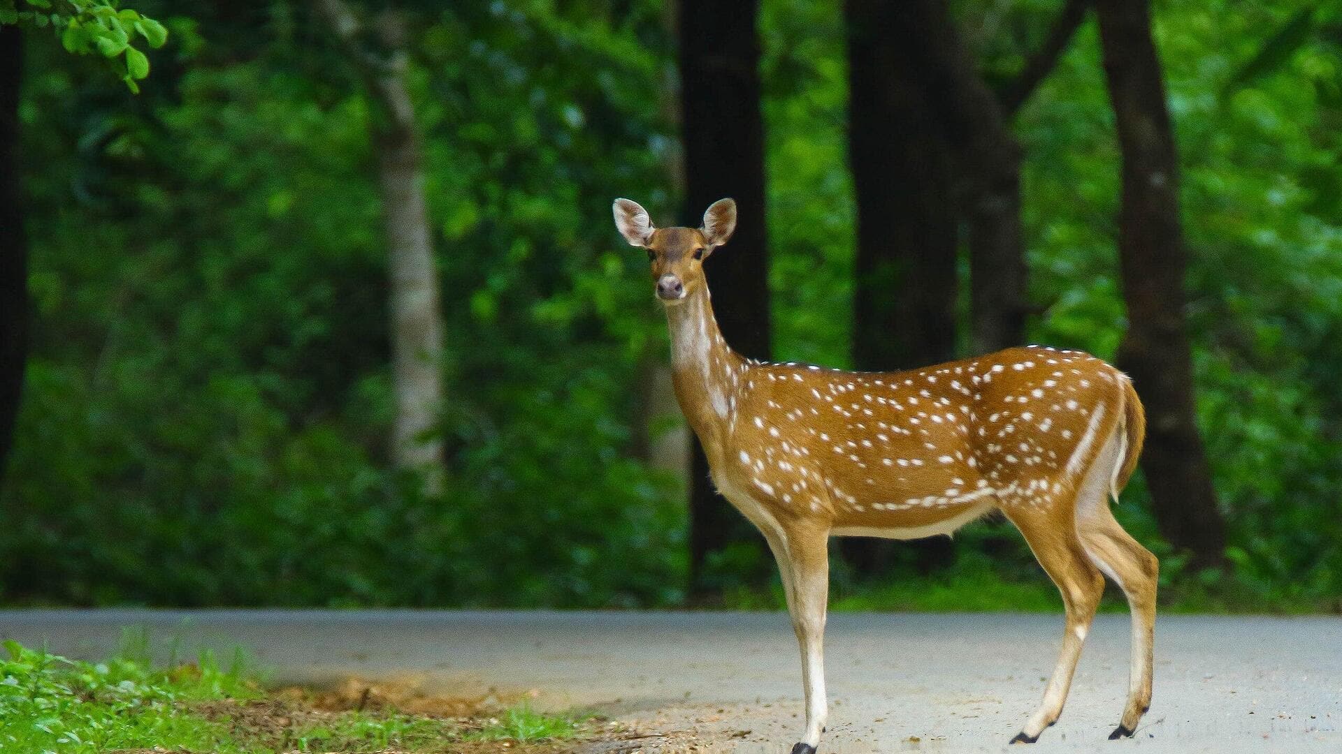 हिरण से लेकर शार्क तक: खुद को ठीक कर सकते हैं ये  5 जानवर 