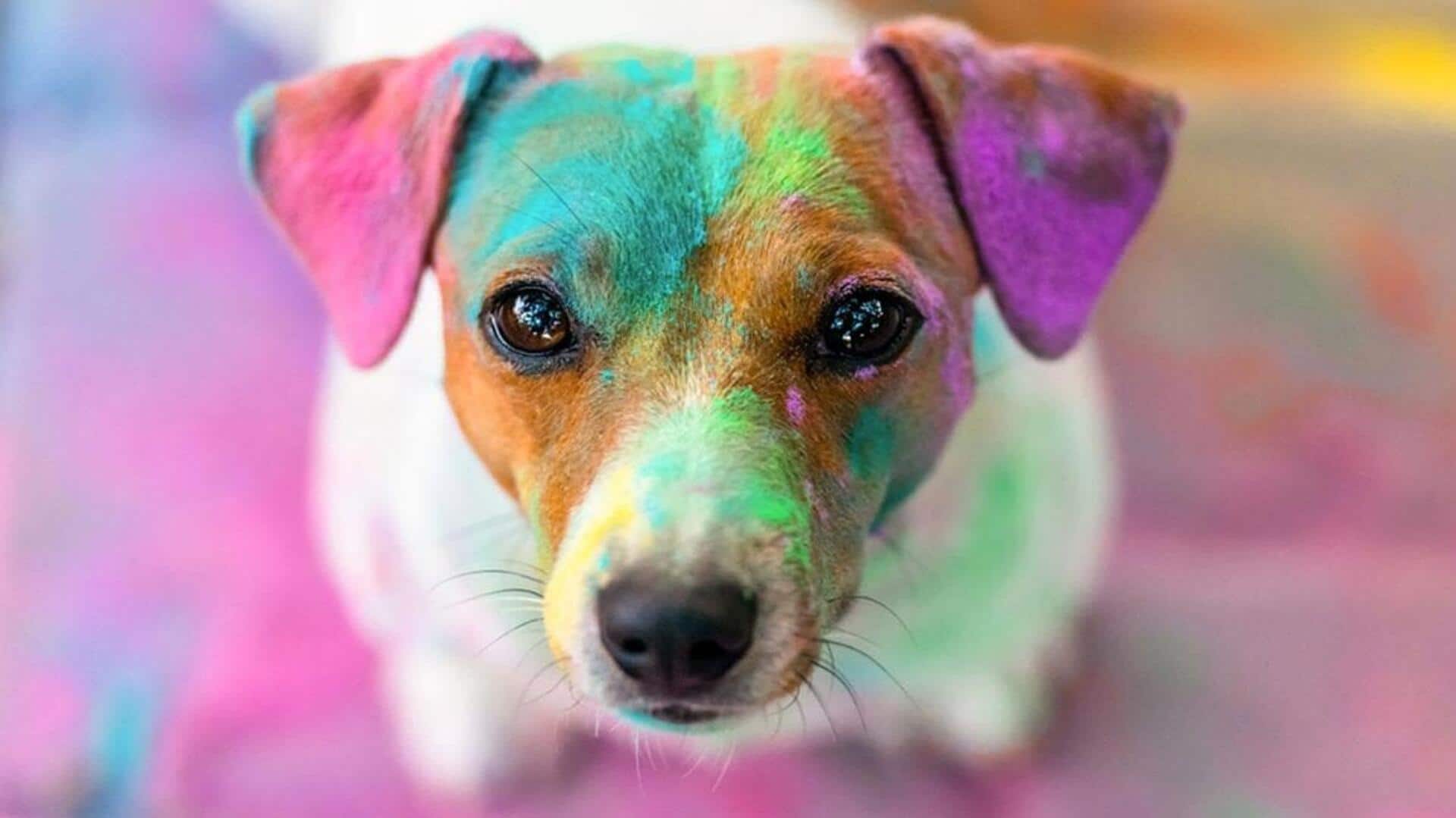 पालतू जानवर के फर पर होली के रंग लग गए हैं? ऐसे करें साफ