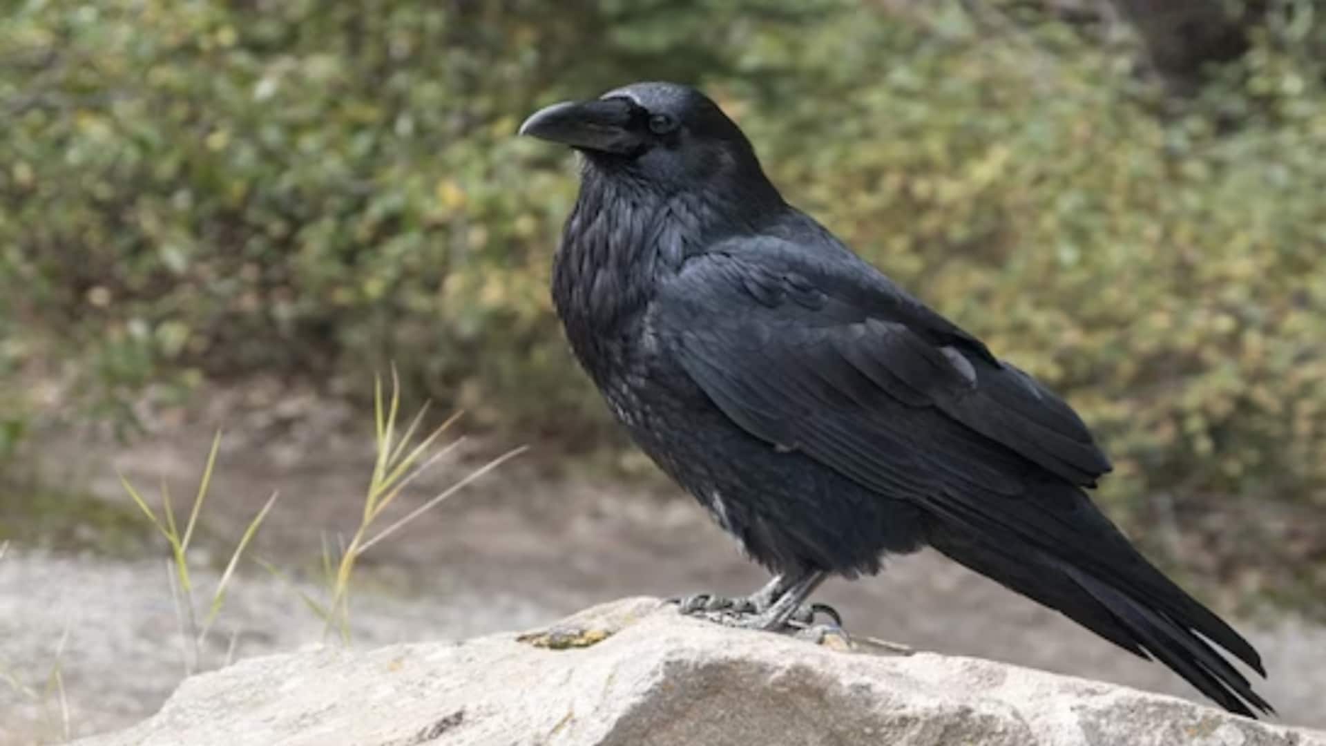 चेन्नई में 1,500 कौओं की मौत, बर्ड फ्लू की पुष्टि के बाद अलर्ट पर प्रशासन