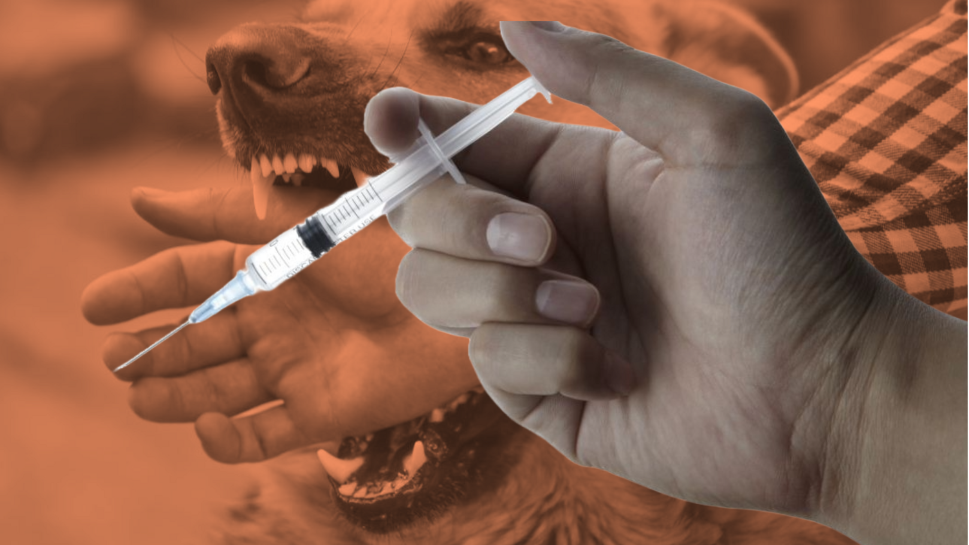 क्या भारत की रेबीज वैक्सीन नकली है और ऑस्ट्रेलिया ने इसको लेकर क्यों जताई है चिंता?