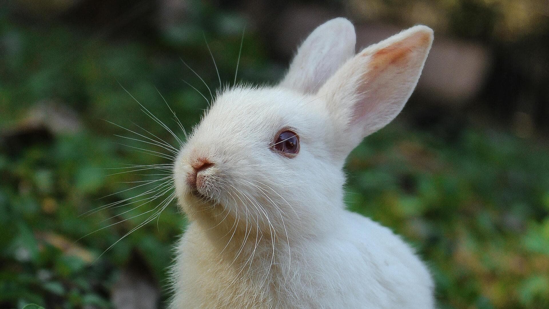 अपने बीमार खरगोश की इस तरह से करें देखभाल, जल्द हो जाएगा स्वस्थ