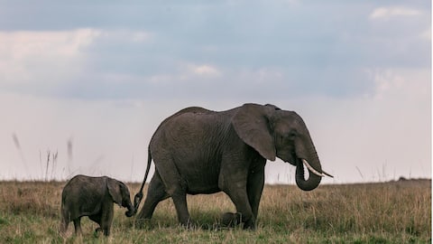 हाथी भी एक-दूसरे के लिए करते हैं नामों का प्रयोग, अध्ययन से हुआ खुलासा