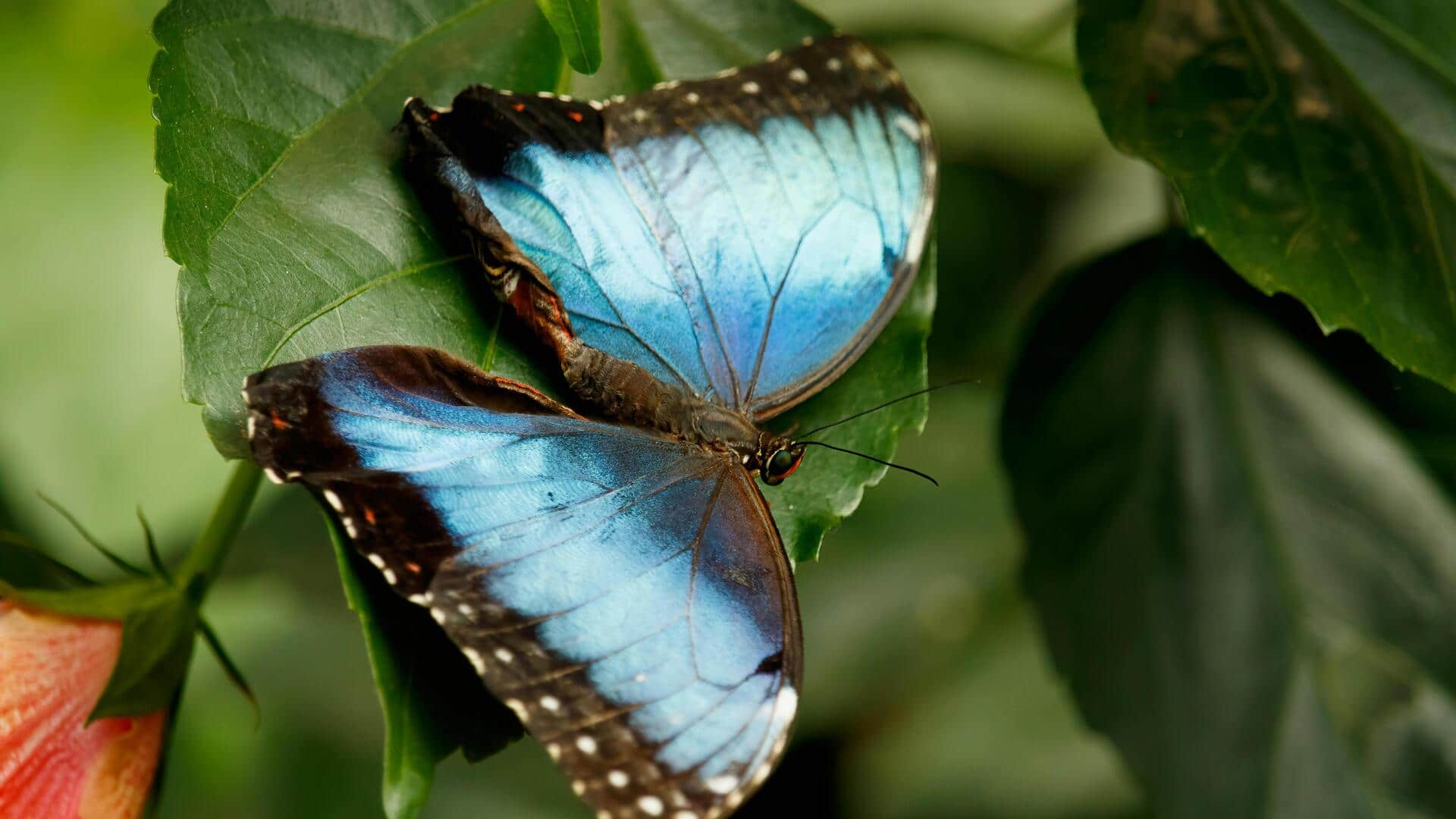 तितलियों से जुड़े इन 5 रोचक तथ्यों के बारे में नहीं जानते होंगे आप