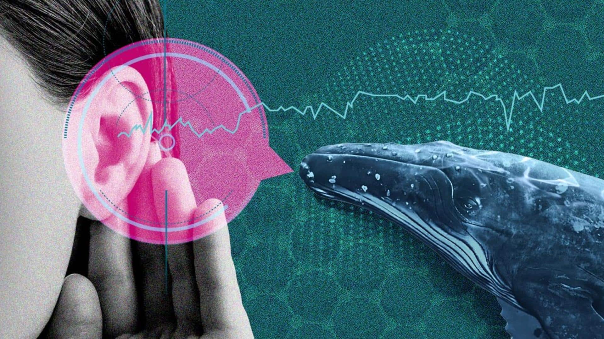 AI जल्द ही इंसानों को जानवरों से सीधे बात करने में कैसे मदद कर सकता है?