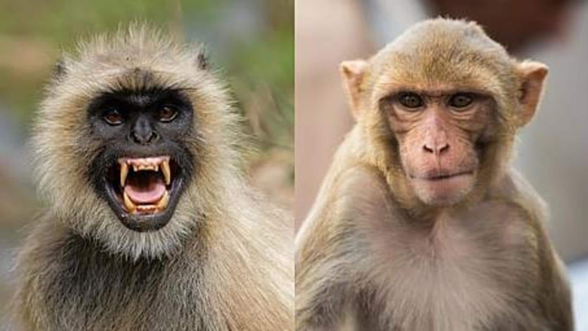 बंदर और लंगूर में क्या अंतर होता है? जानिए 