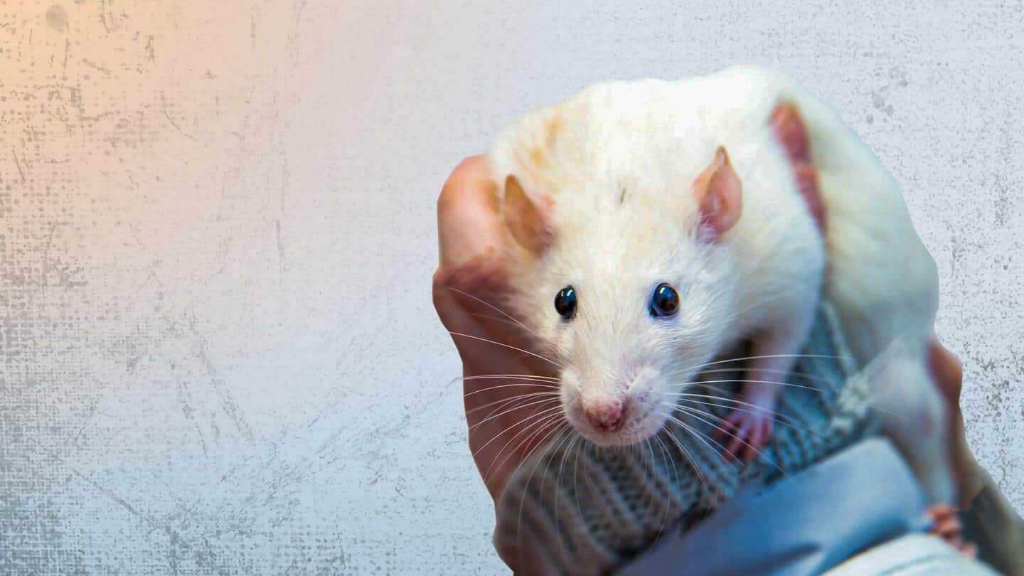 वैज्ञानिकों ने पहली बार फ्रोजन-ड्राइड स्किन सेल्स से बनाया क्लोन चूहा,  नाम दिया 'डोरेमी'