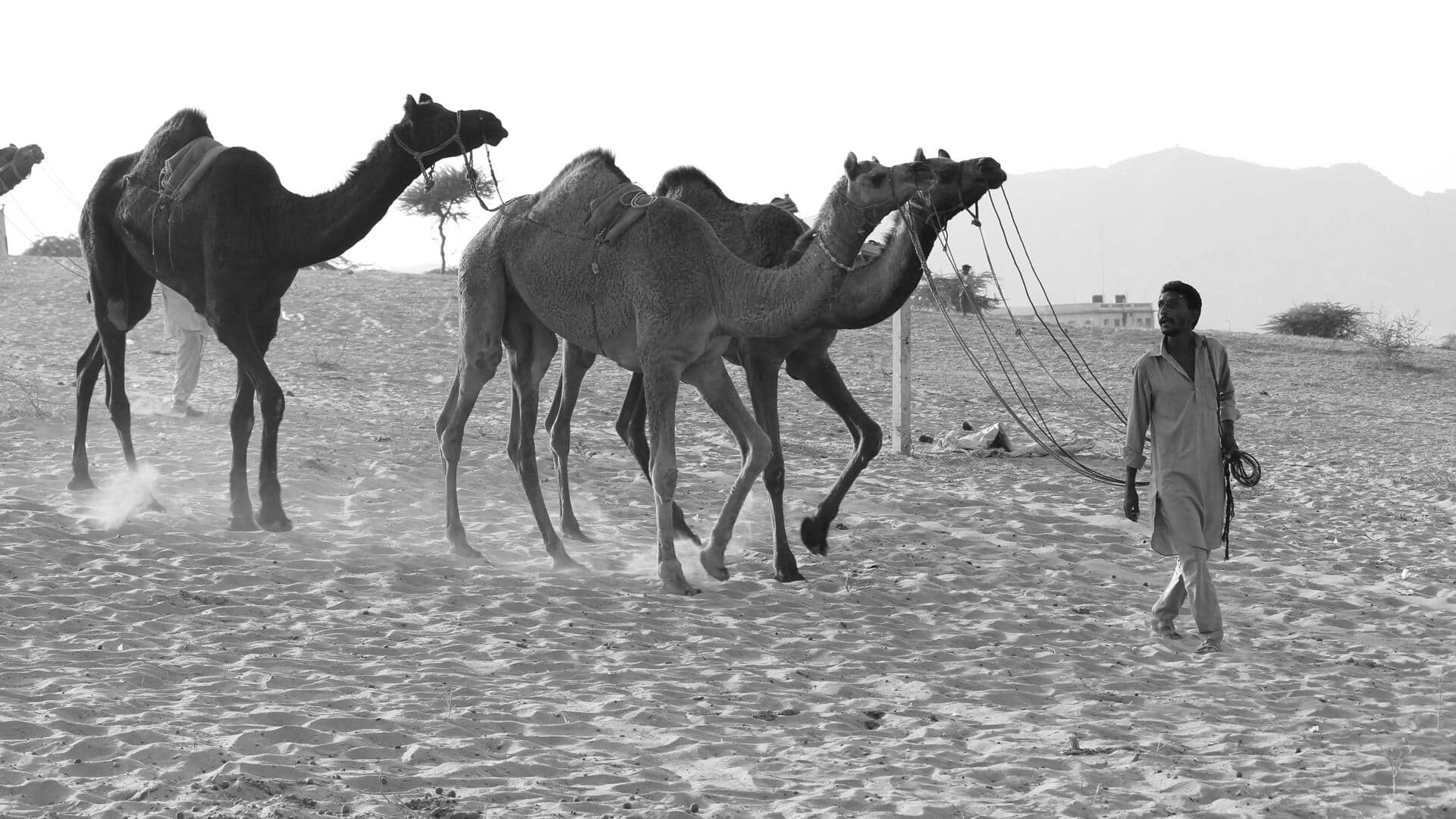 ऊंट को ट्रेन करने के लिए अपनाएं ये 5 तरीके, होगा फायदा