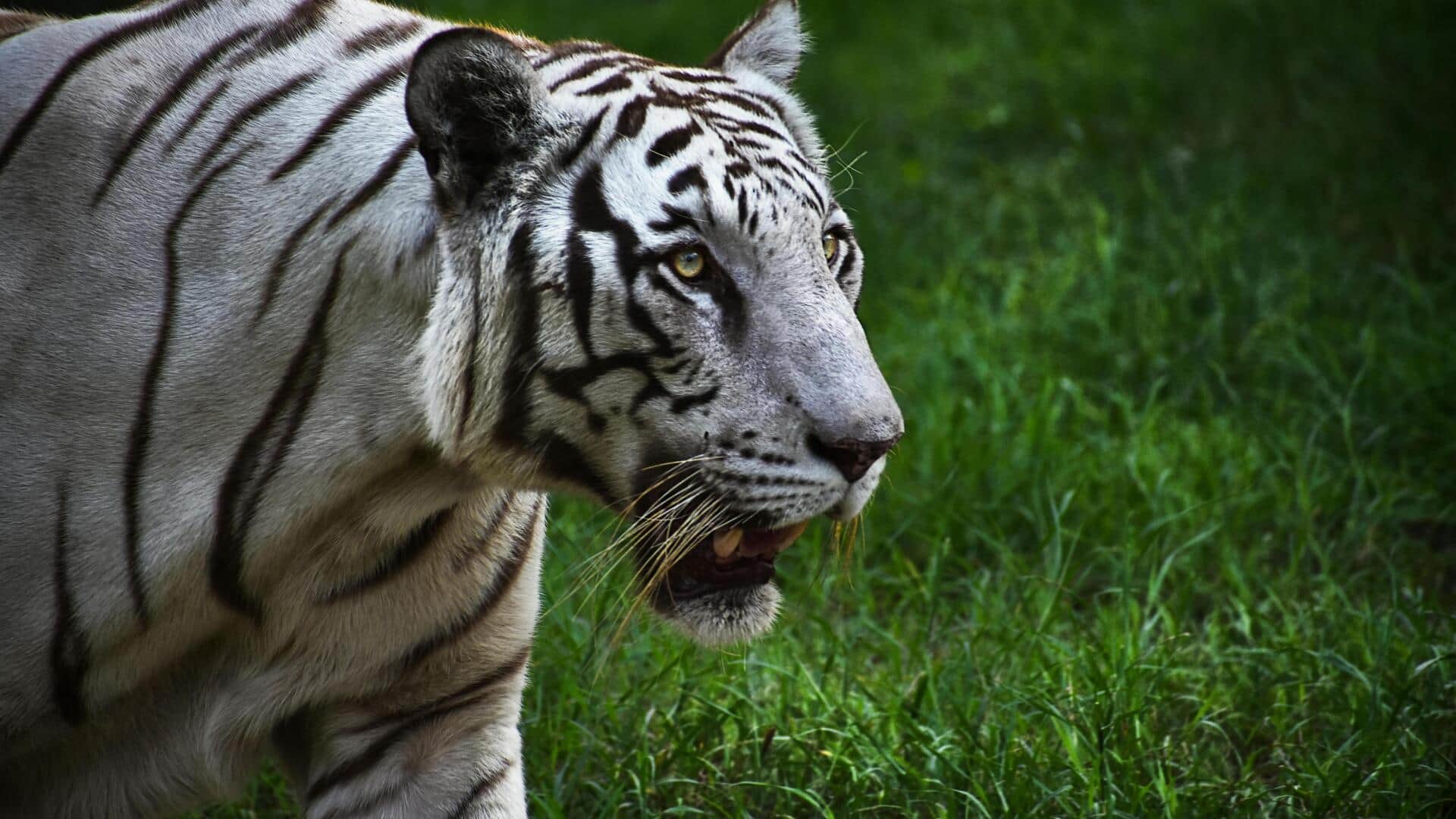 सुंदरबन राष्ट्रीय उद्यान में घूमने के लिए है बेहतरीन, एक बार जरूर जाएं