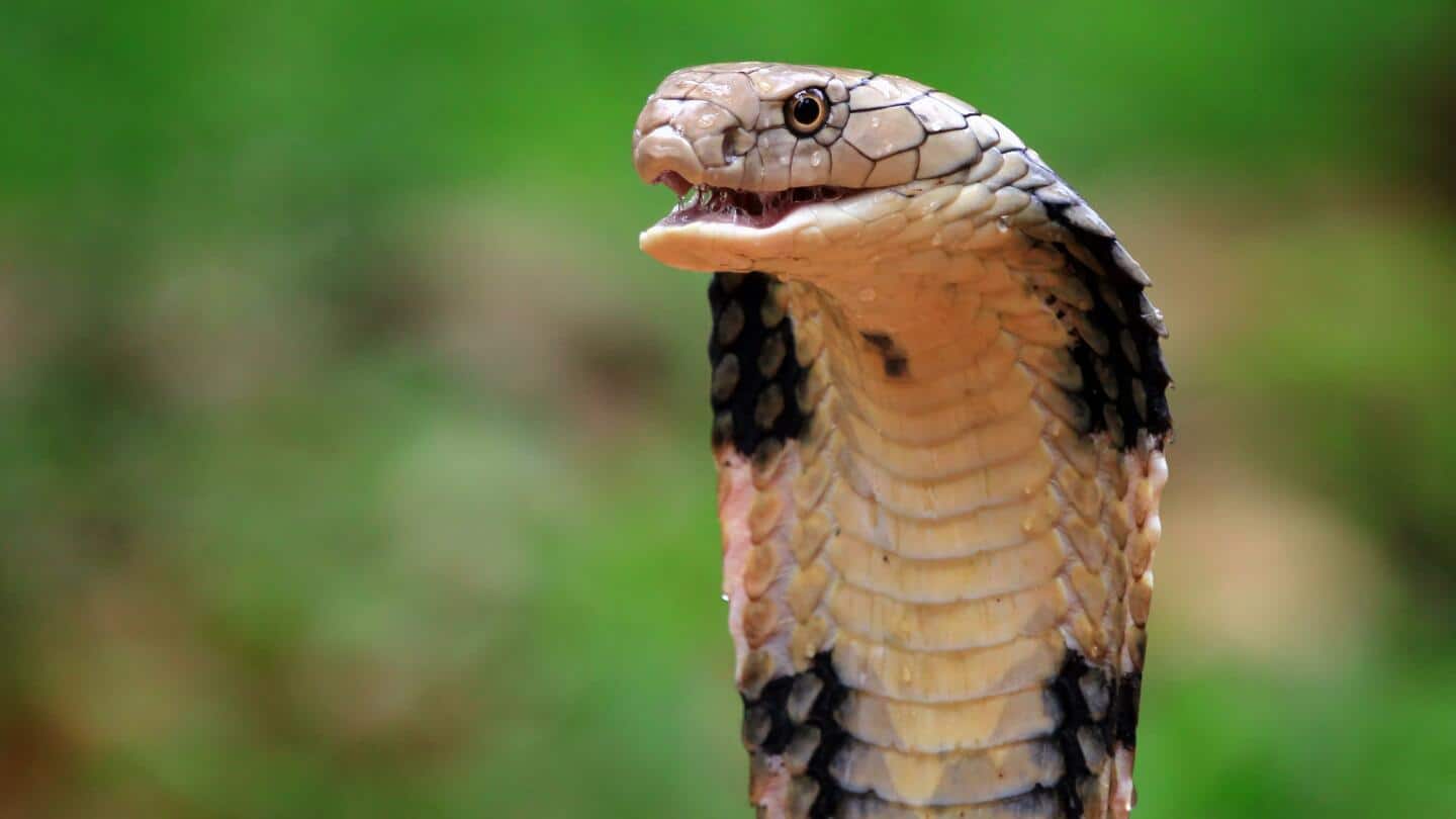 छत्तीसगढ़: 8 साल के बच्चे ने कोबरा को दांतों से काटकर मार डाला
