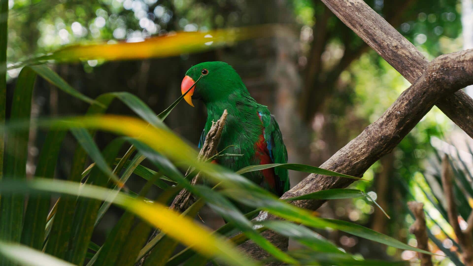 मानसिक स्वास्थ्य को बेहतर बनाने में सहायक हैं ये जानवर, पालने का करें विचार