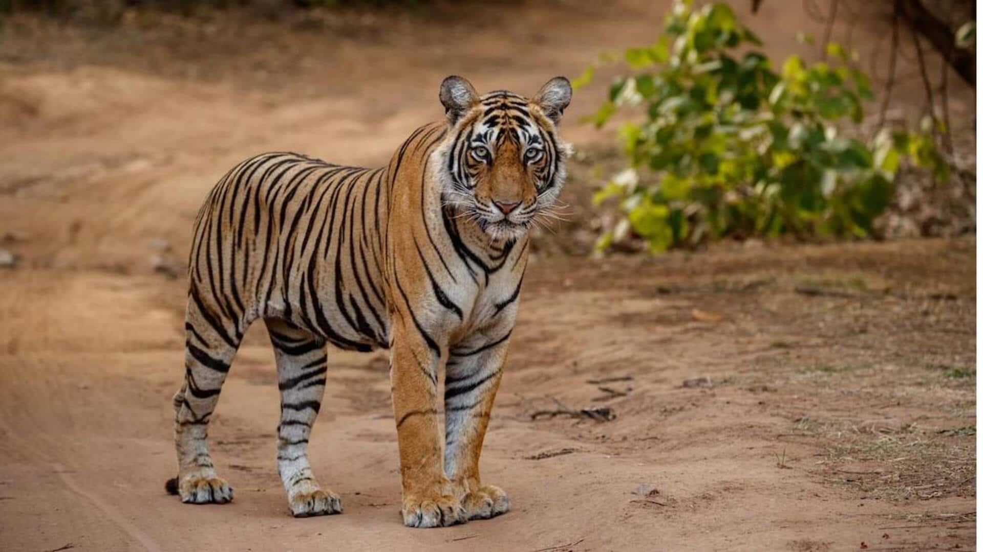 सुंदरबन राष्ट्रीय उद्यान में देखे जा सकते हैं ये 5 दुर्लभ जानवर, जानें इनके बारे में सुंदरबन राष्ट्रीय उद्यान में देखे जा सकते हैं ये 5 दुर्लभ जानवर, जानें इनके बारे में