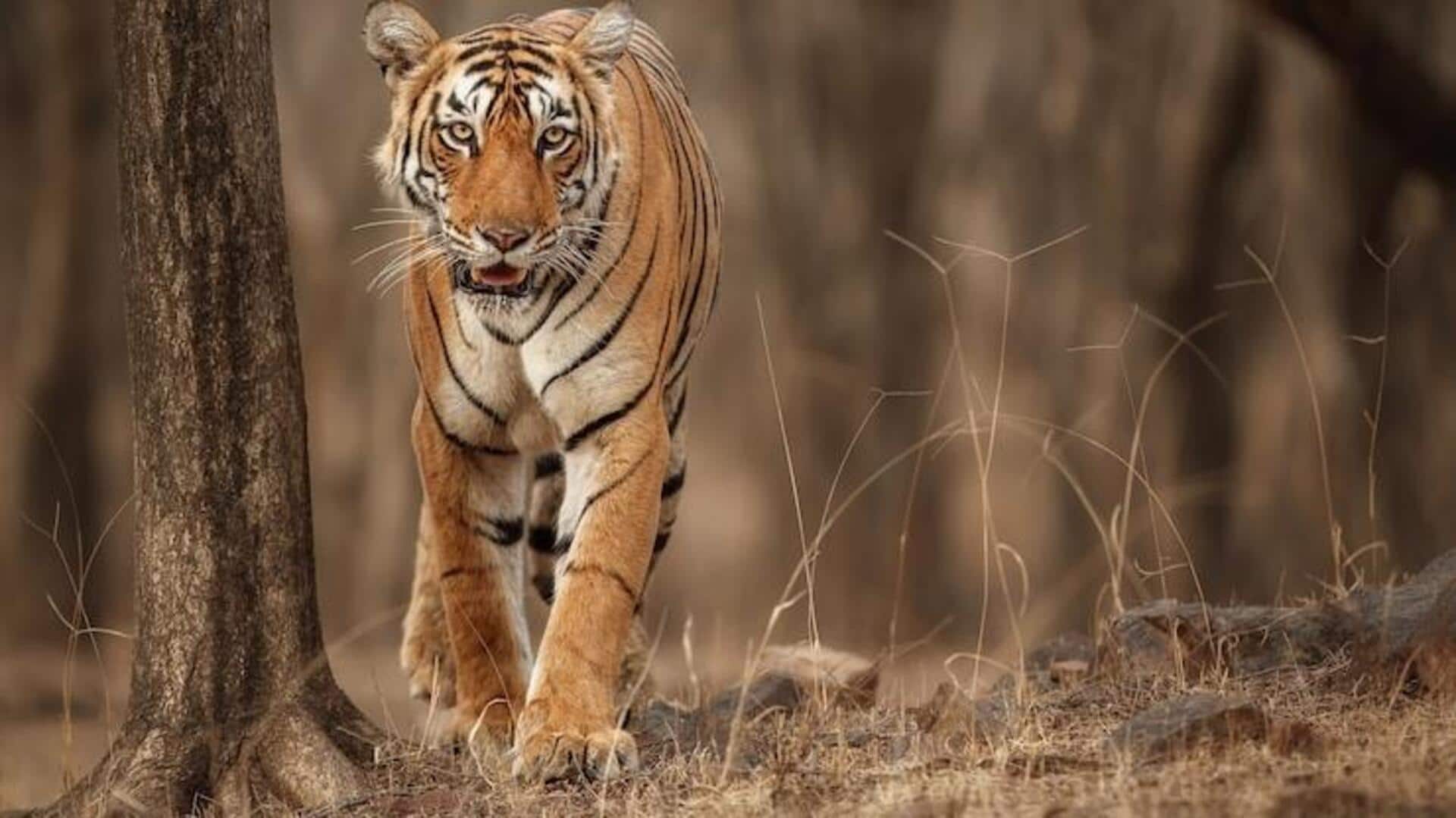 बाघों को करीब से देखना चाहते हैं? इन 5 राष्ट्रीय पार्क का करें रुख