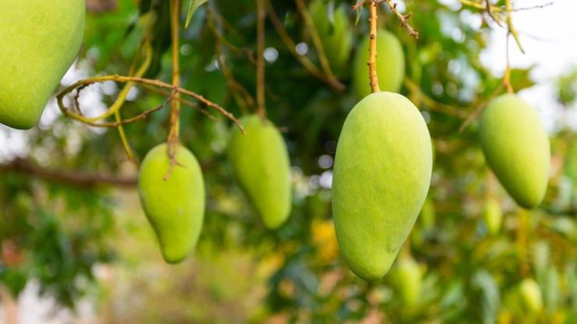 आम को लंबे समय तक ताजा रखने के लिए अपनाएं ये 5 तरीके आम को लंबे समय तक ताजा रखने के लिए अपनाएं ये 5 तरीके