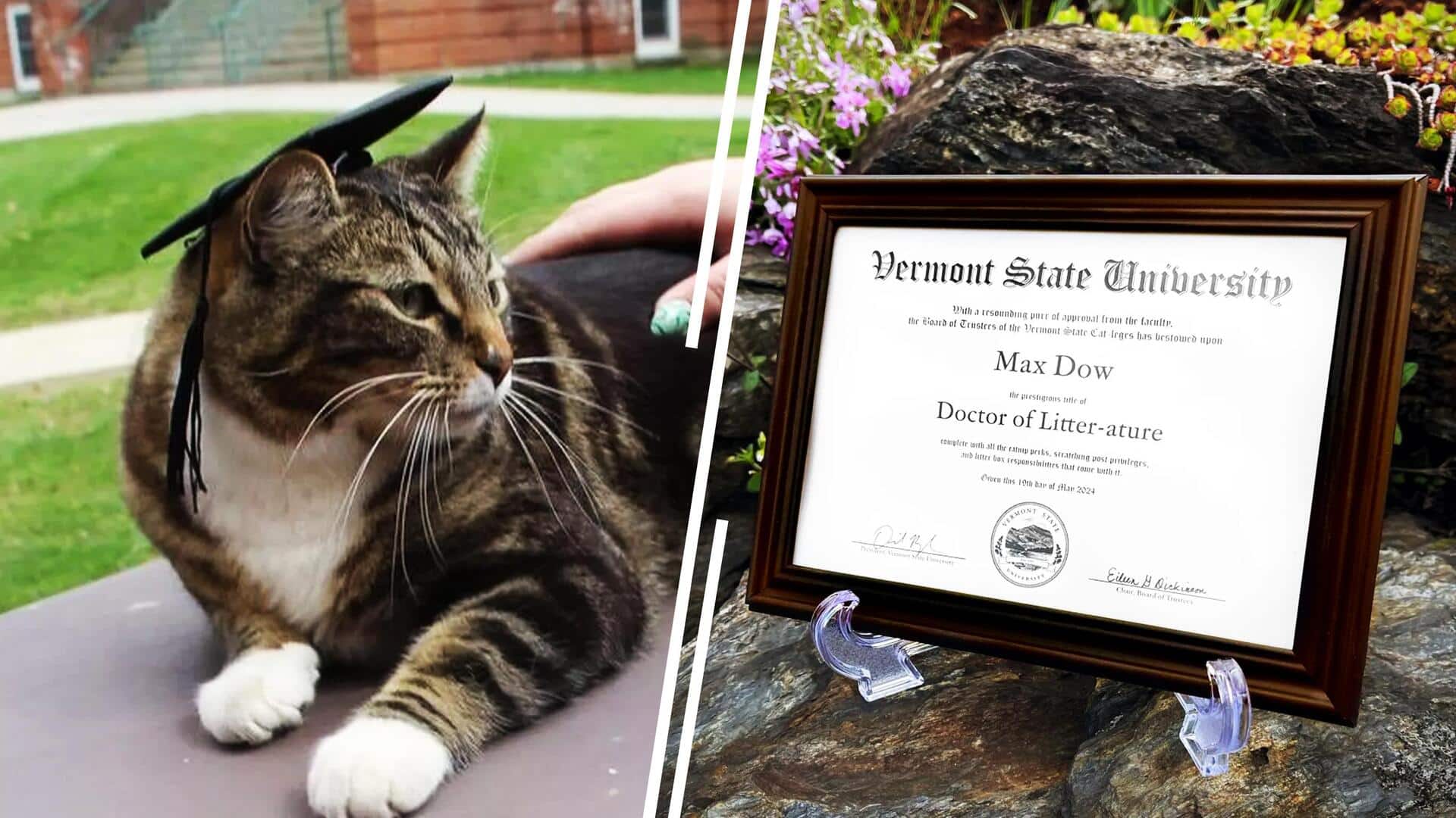 अमेरिका: इस बिल्ली को मिली डॉक्टर की डिग्री, जानिए कैसे