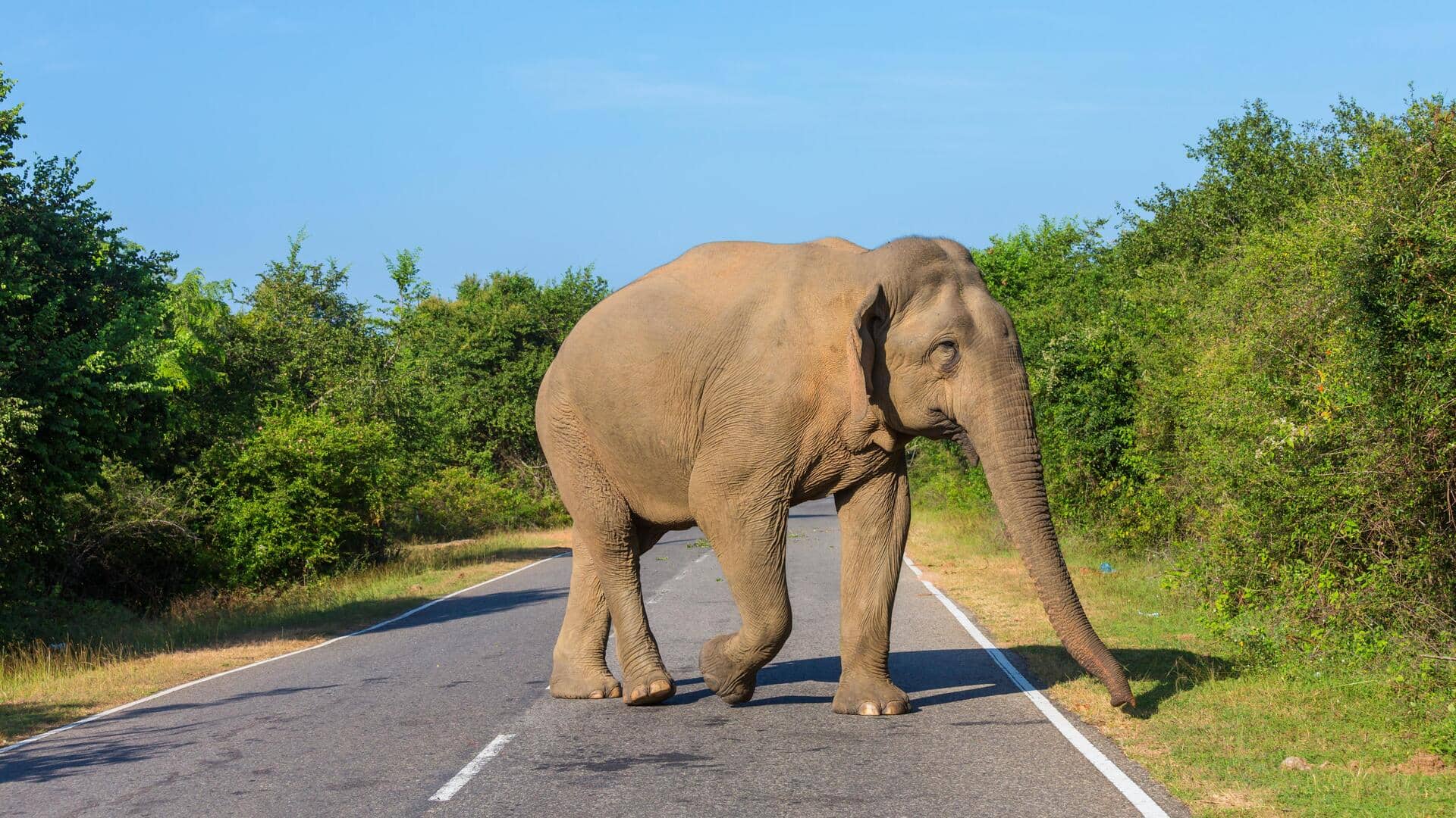 तमिलनाडु: नीलगिरि में हाथी ने पर्यटकों के वाहन को दौड़ाया, बाल-बाल बचे; देखें वीडियो