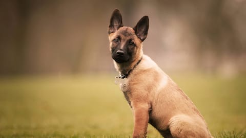 दुनियाभर के विशेष बलों की पहली पसंद है बेल्जियन मैलिनोइस नस्ल के कुत्ते, जानिए क्यों