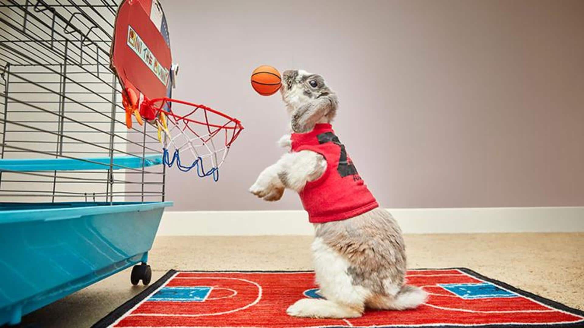 ये नन्हें खरगोश असल में हैं बहुत होनहार, कायम कर चुके हैं अनोखे विश्व रिकॉर्ड